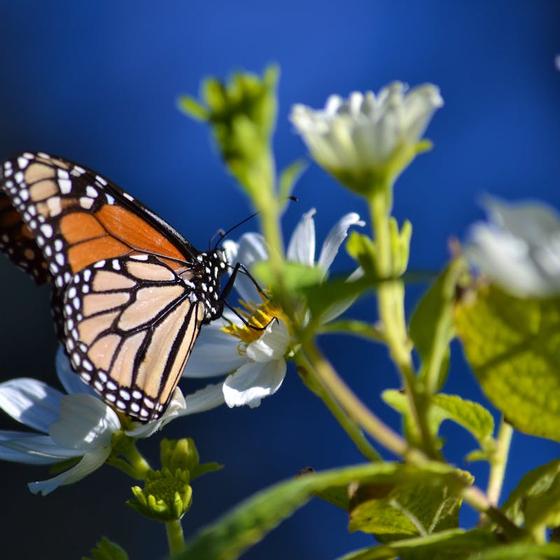 Monarch butterfly on white flower in California