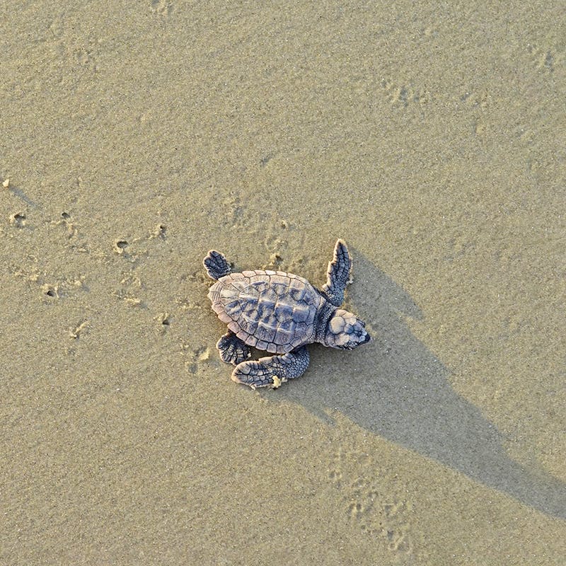 Loggerhead sea turtle hatchling