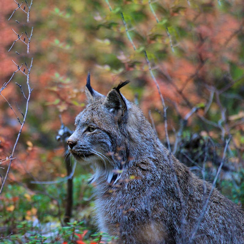 Canada lynx