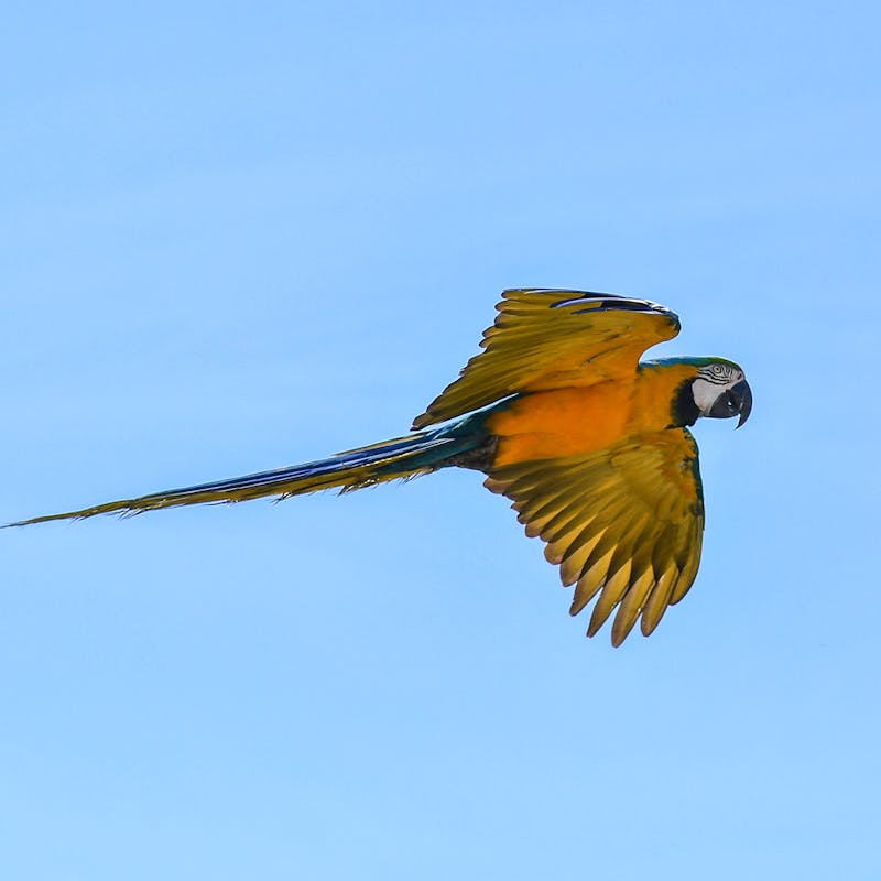 Macaw in Flight