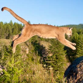 Mountain lion 