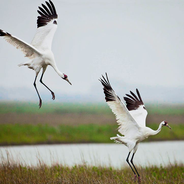 whooping cranes