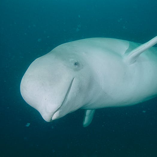 beluga whale