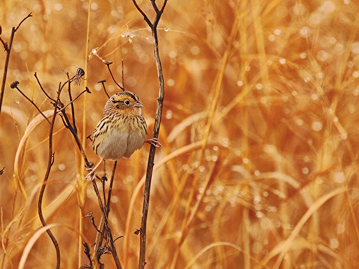 Grassland Birds