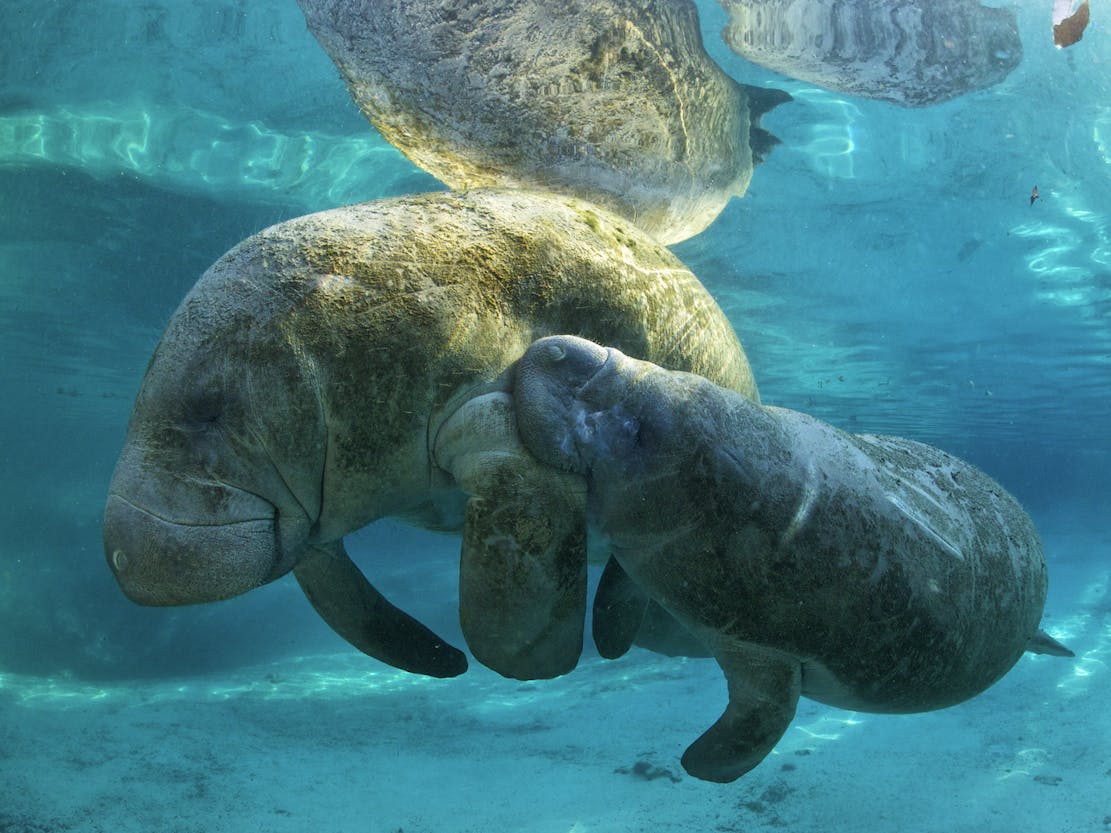 Manatee with baby