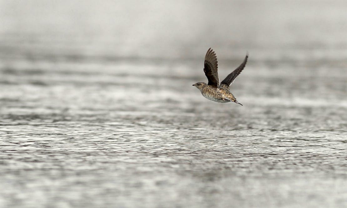 Marbled Murrelet