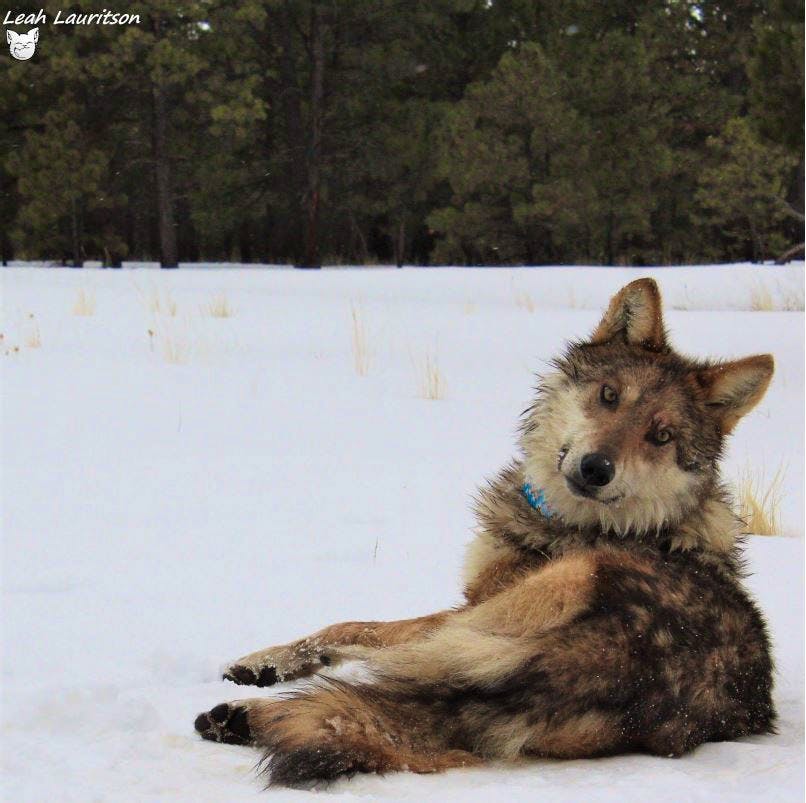 Mexican gray wolf blue collar
