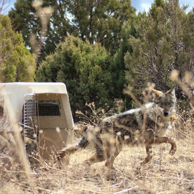 Mexican gray wolf release from crate