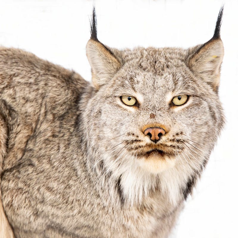 Collared adult male Canada lynx