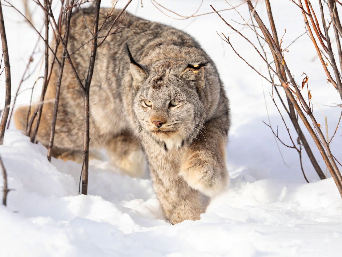 Collared female Canada lynx