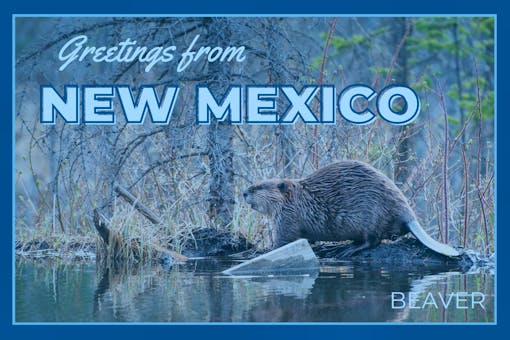 New Mexico Postcard Beaver
