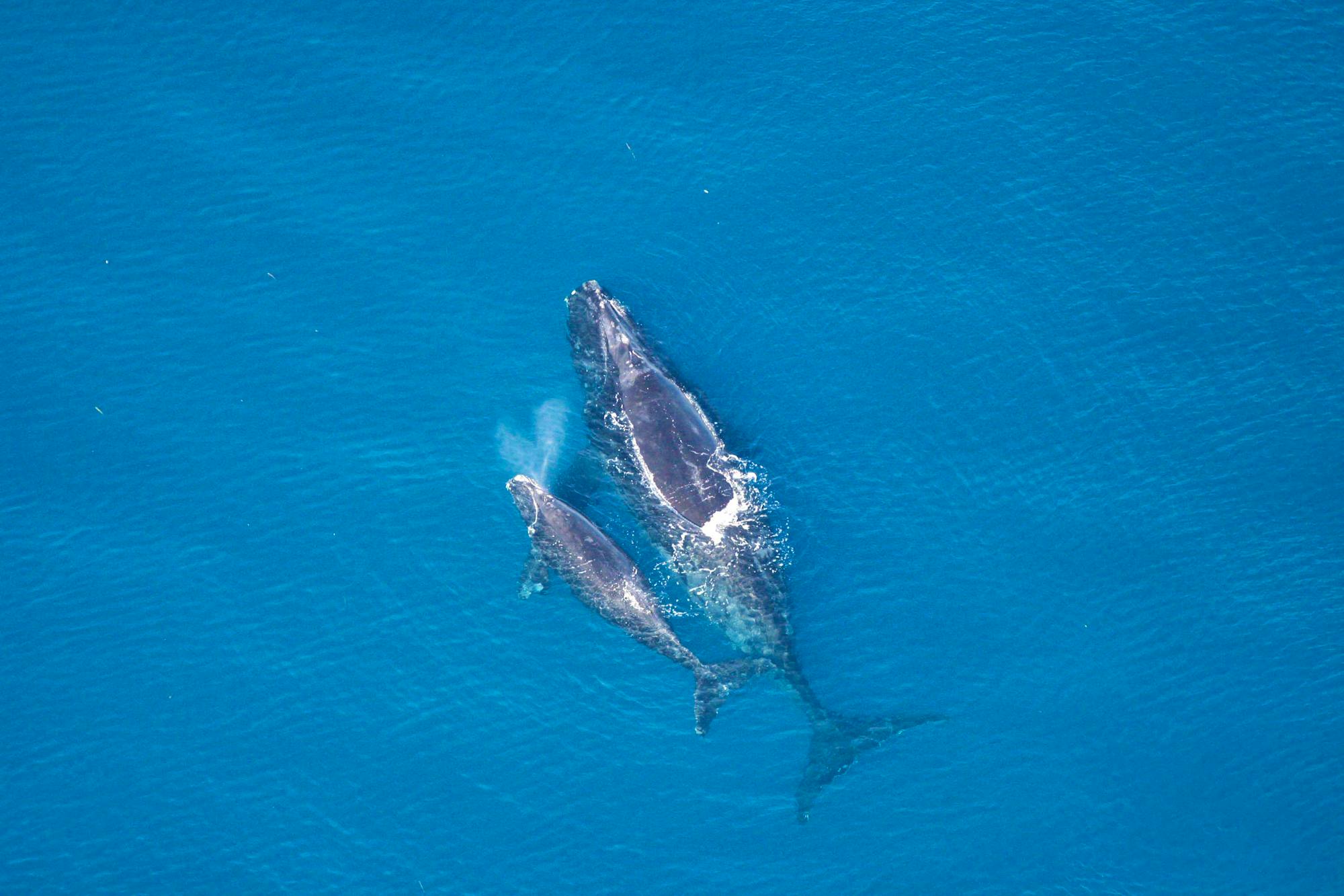 Right Whale