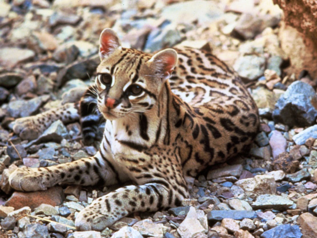 Ocelot Tom Smylie