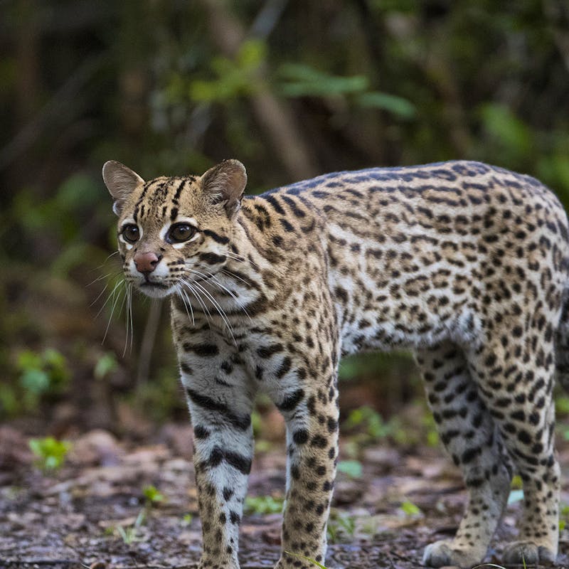 Ocelot