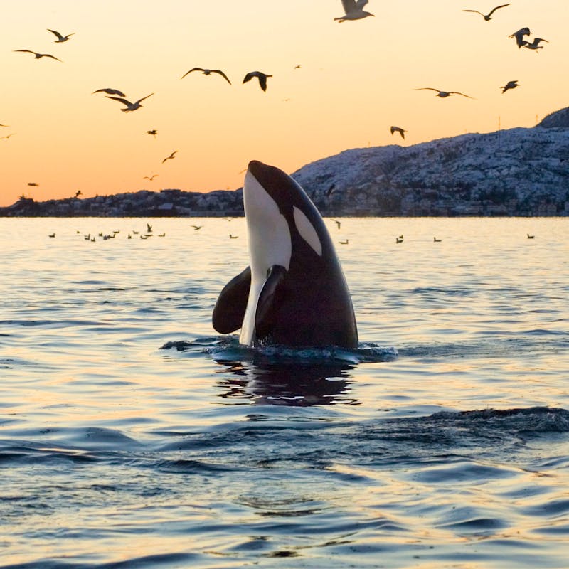 southern resident orca