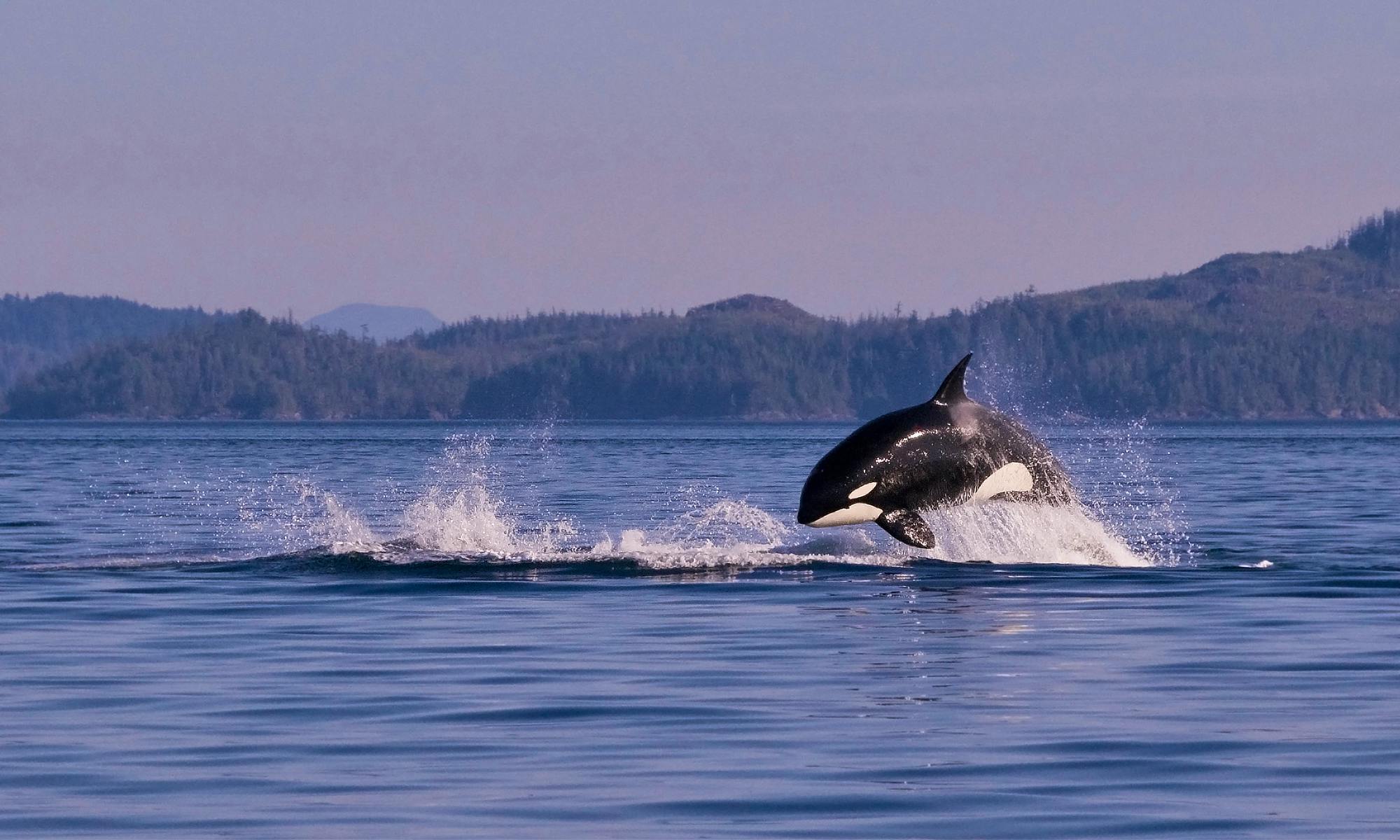 Orca (transient)