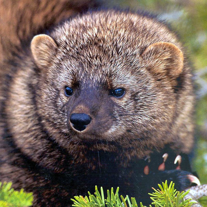 Pacific Fisher (pekania pennanti)