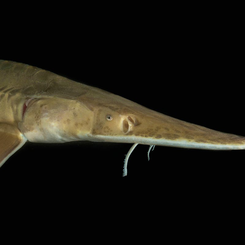 Pallid sturgeon