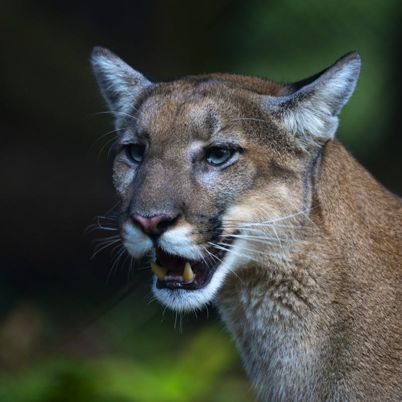 Florida Panther