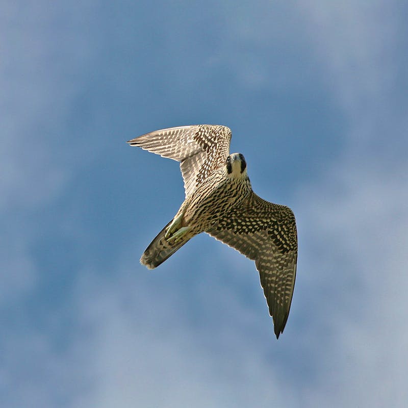 Peregrine Falcon