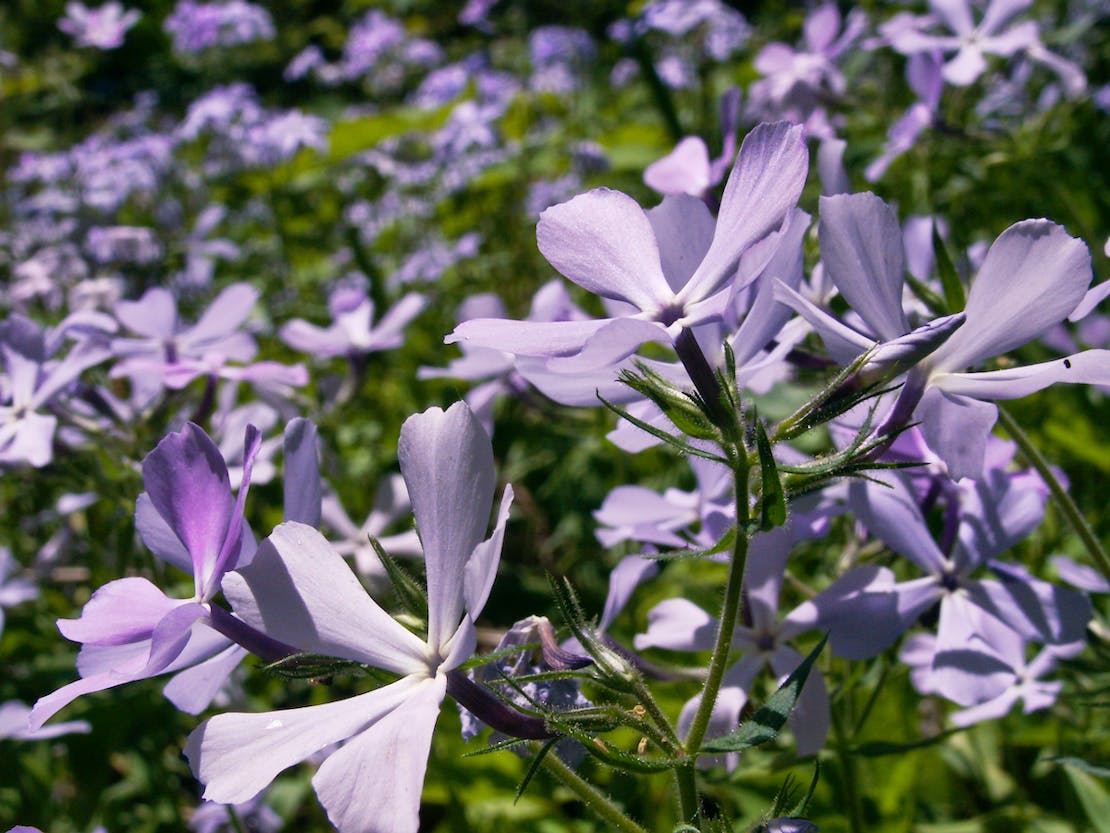 Woodlan Phlox (Phlox divaricata) blooming in Bird Park, Mt. Lebanon, PA