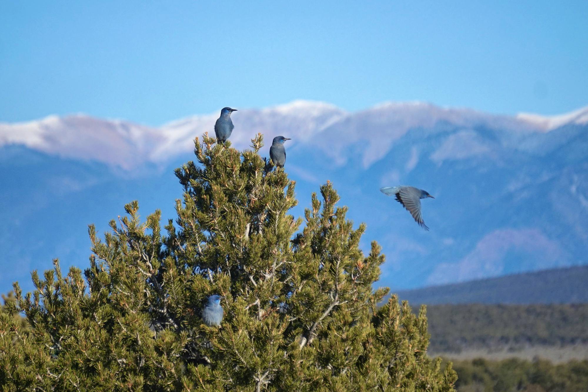 Pinyon Jays