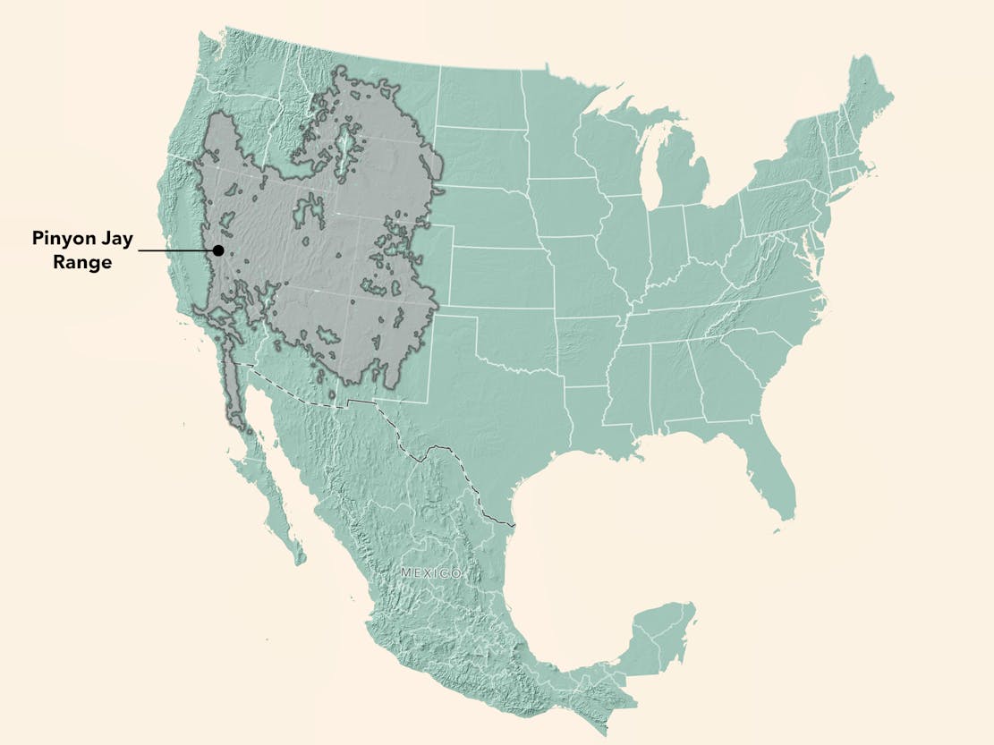 Pinyon Jay Range Map