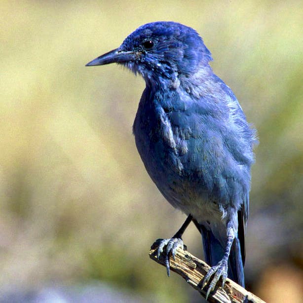 Pinyon Jay