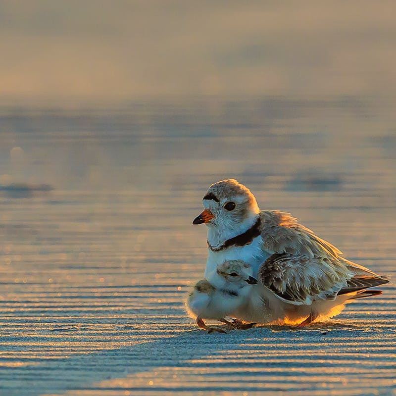 Piping plover mom and chick