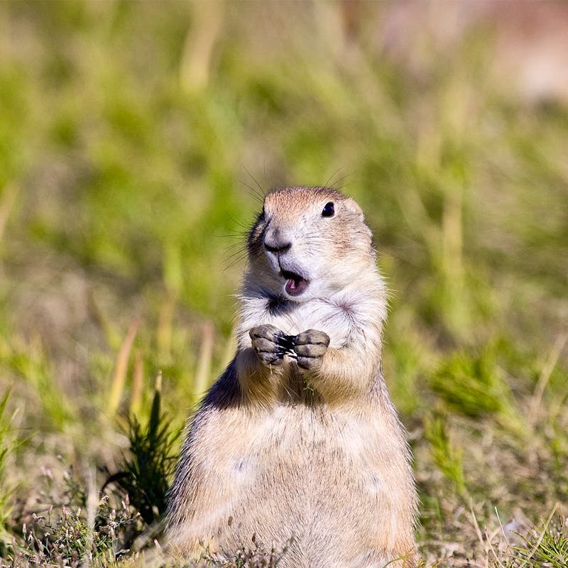 Prairie Dog Alarm Call