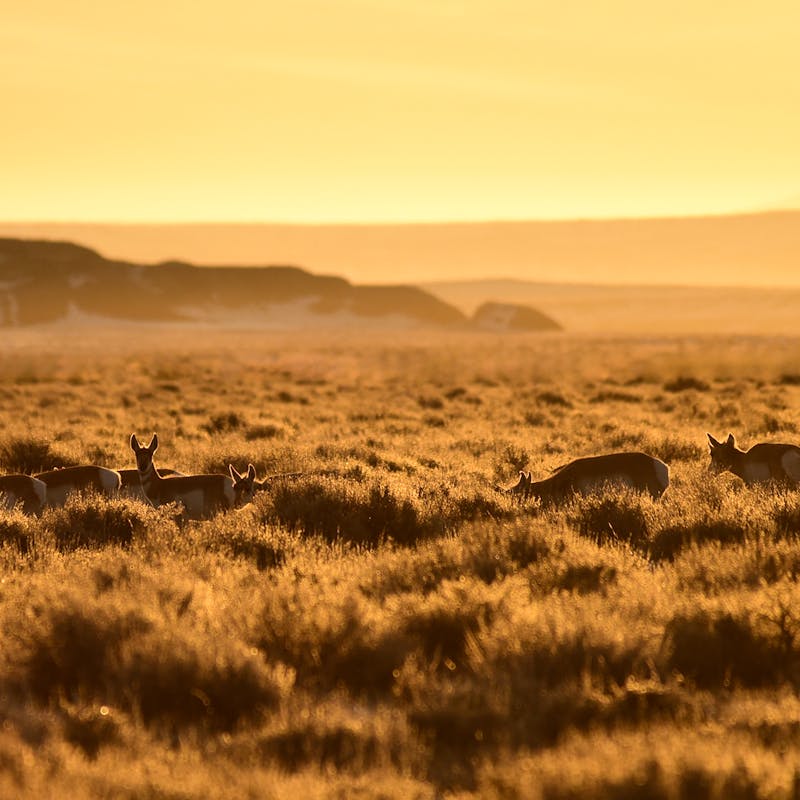 Pronghorn in Sagebrush Sea