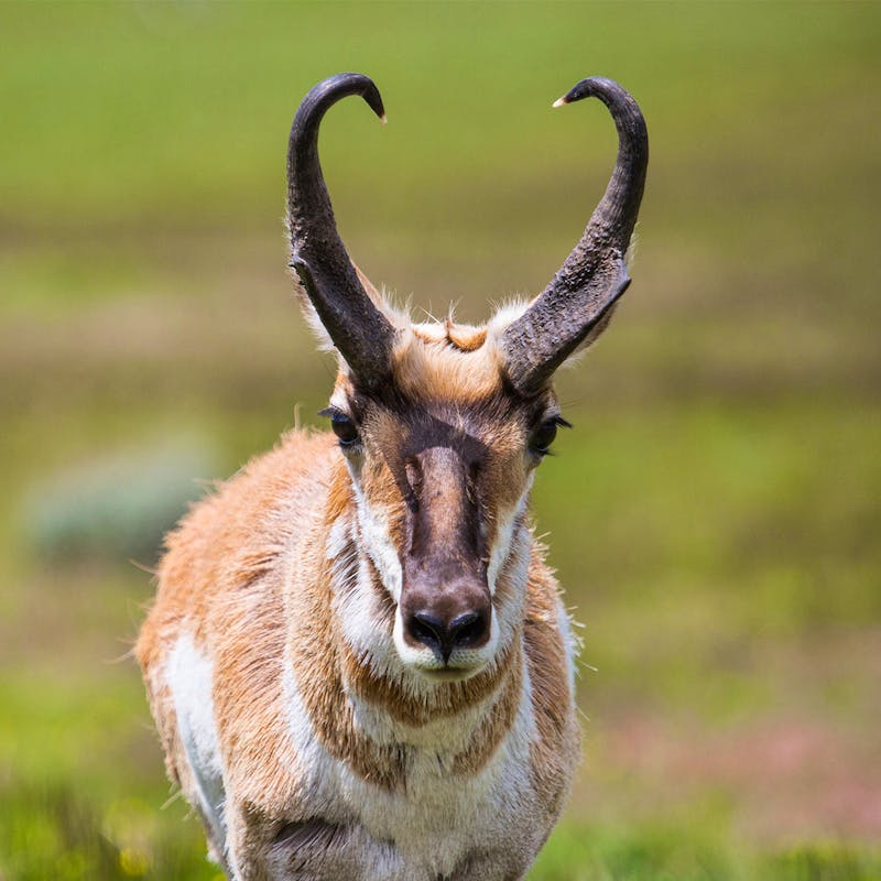 Pronghorn in Yellowstone