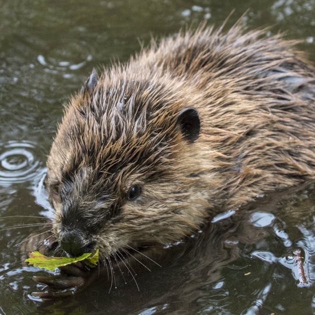 Beaver munching on a leaf