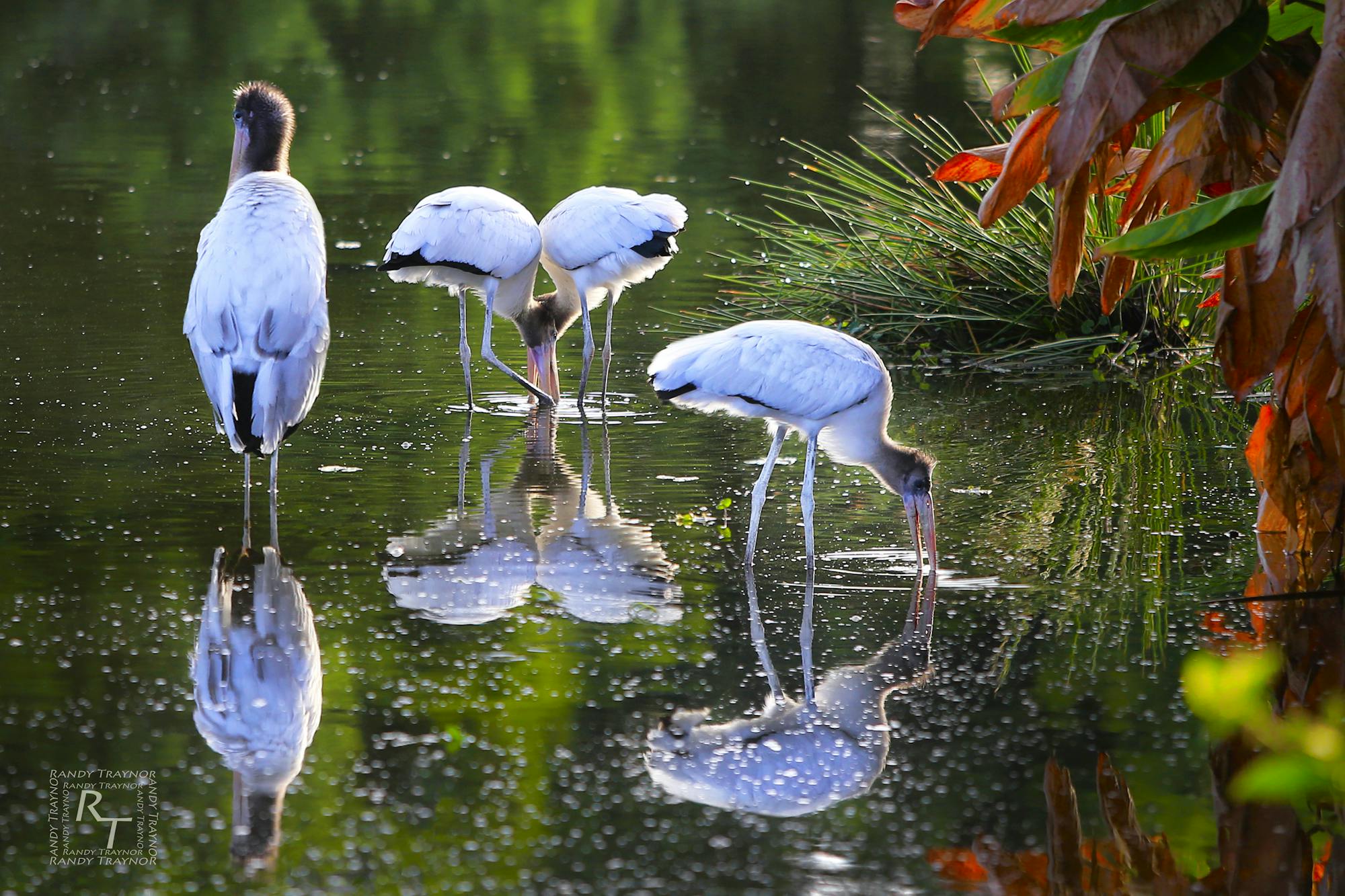 Wood storks in water
