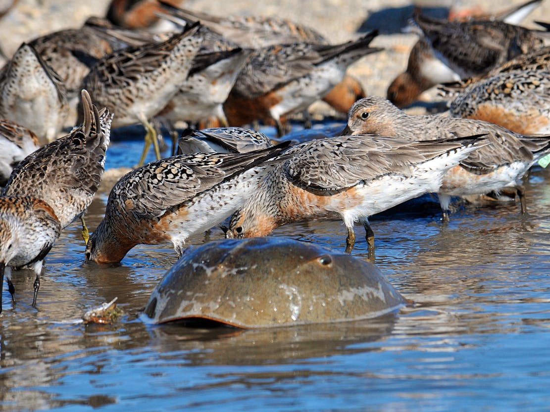 Red knots and horseshoe crab