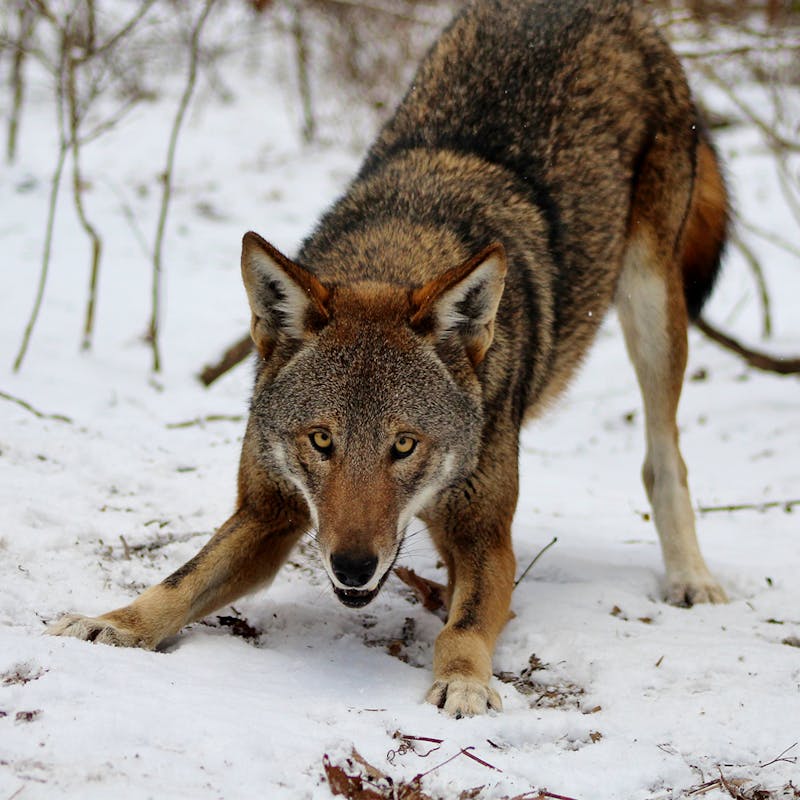Red Wolf