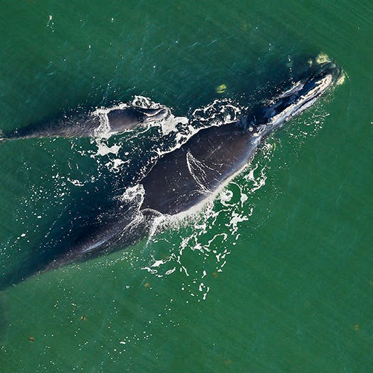 North Atlantic Right Whales