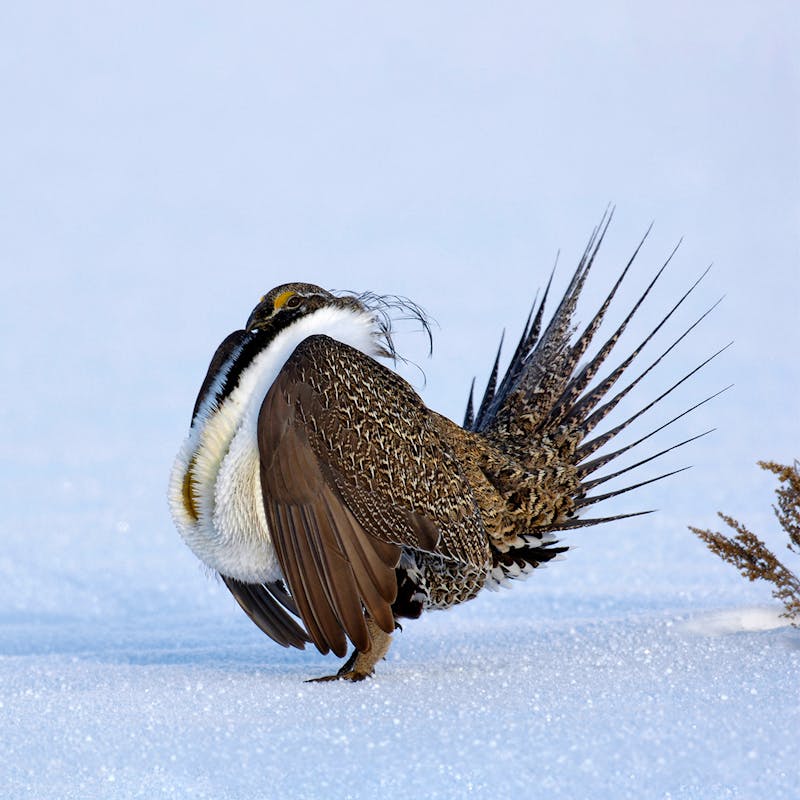 Greater Sage-Grouse in snow