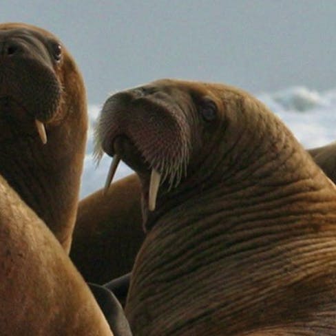 walrus