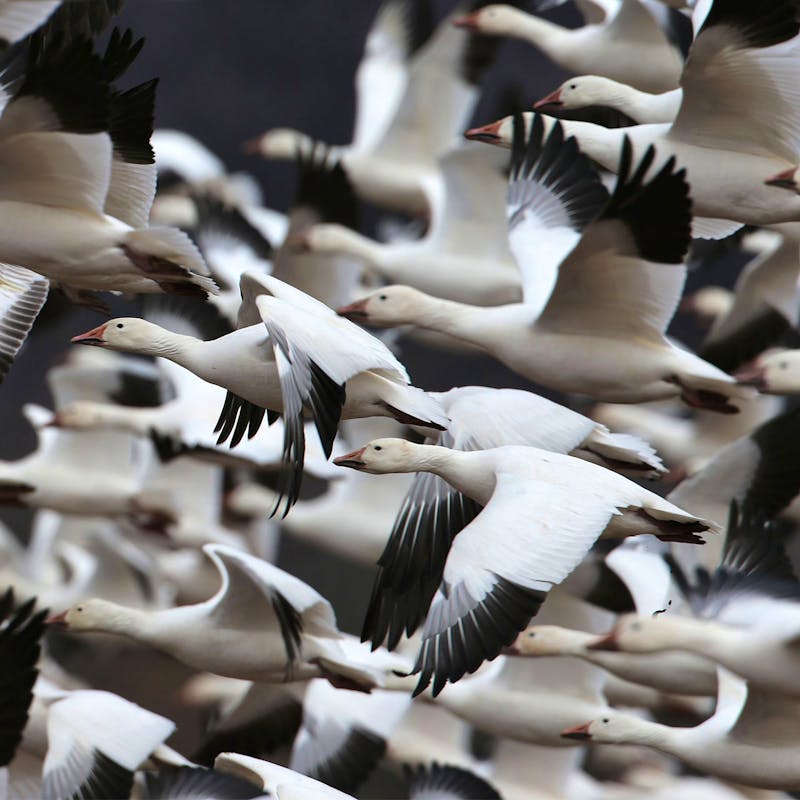 Snow Geese