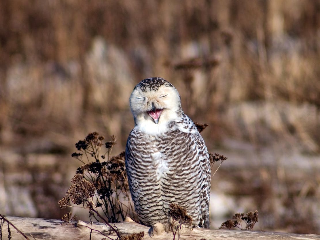 Snowy Owl