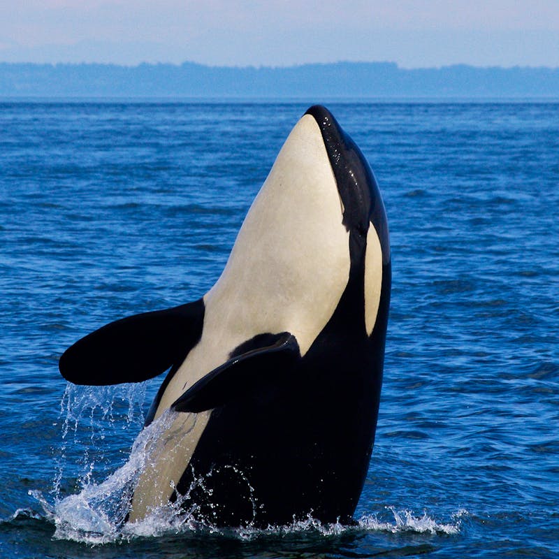 Southern Resident Orca Breaching