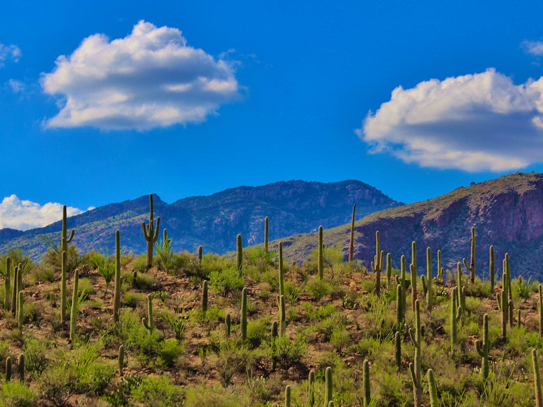 Southwest tuscon cactus and mountains