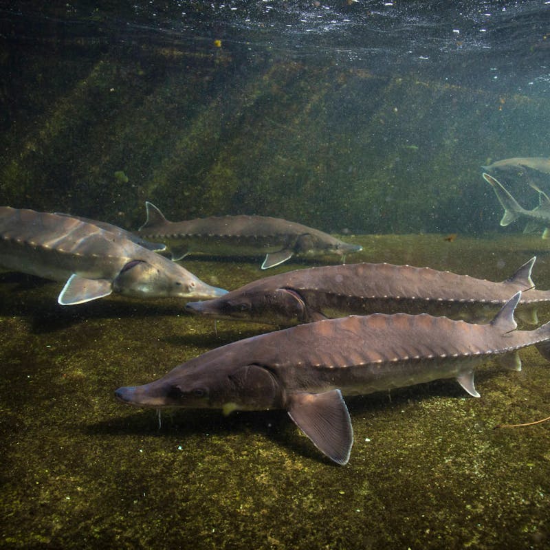 At least five Atlantic Sturgeon swim along the bottom of the water body. Light filters in from the water's surface.