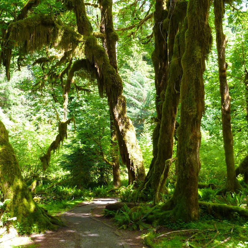 Temperate Rainforest Olympic NP