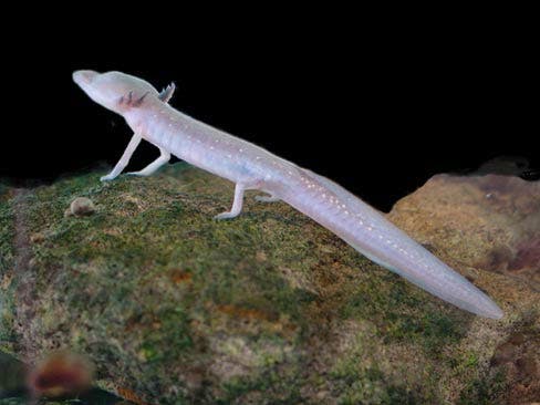 Texas Blind Salamander