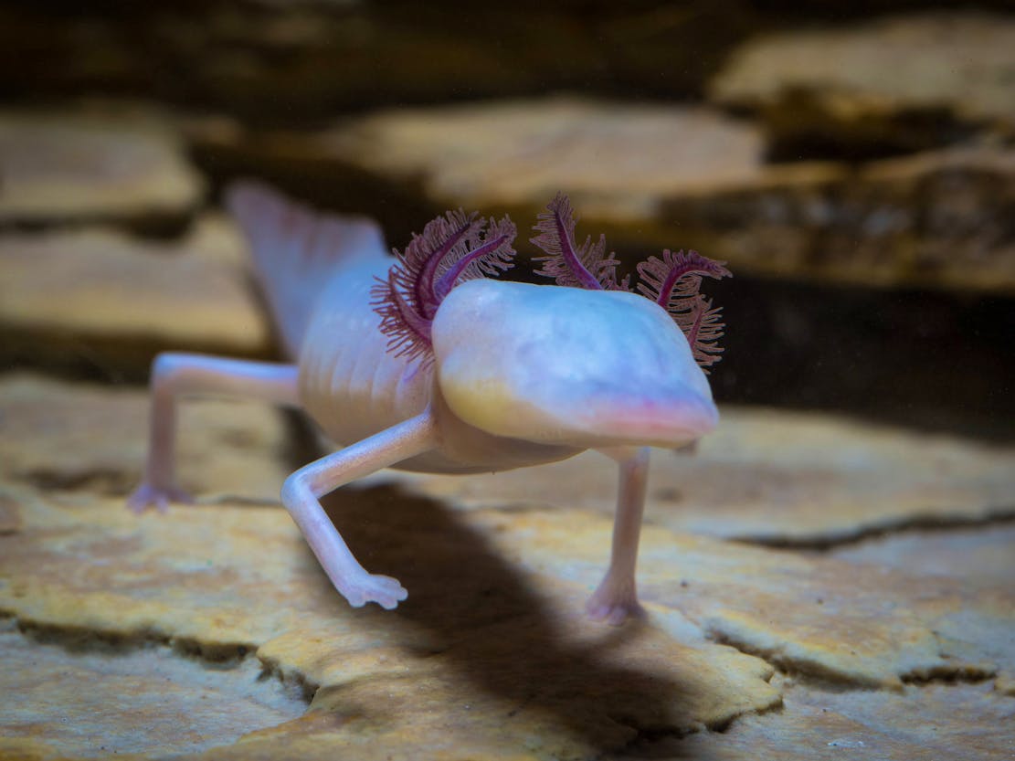 Texas blind salamander