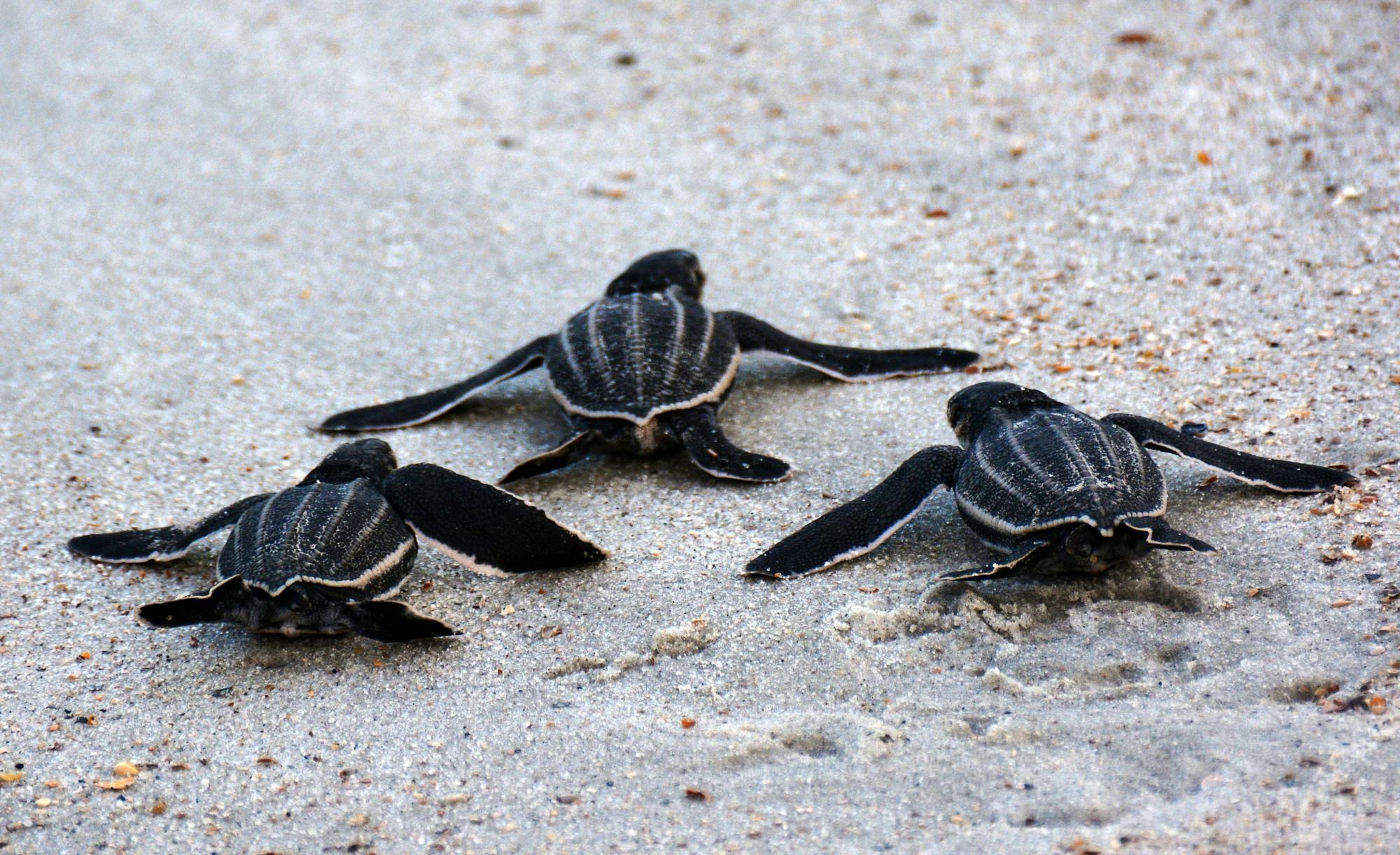 Leatherback sea turtle hatchlings leaving the nest