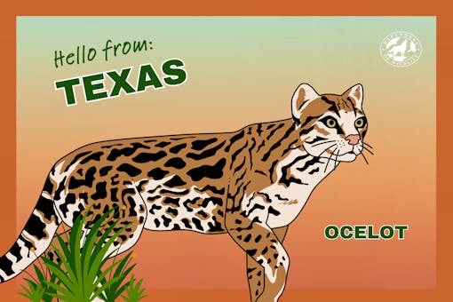 Texas Postcard Hello From Texas Ocelot 