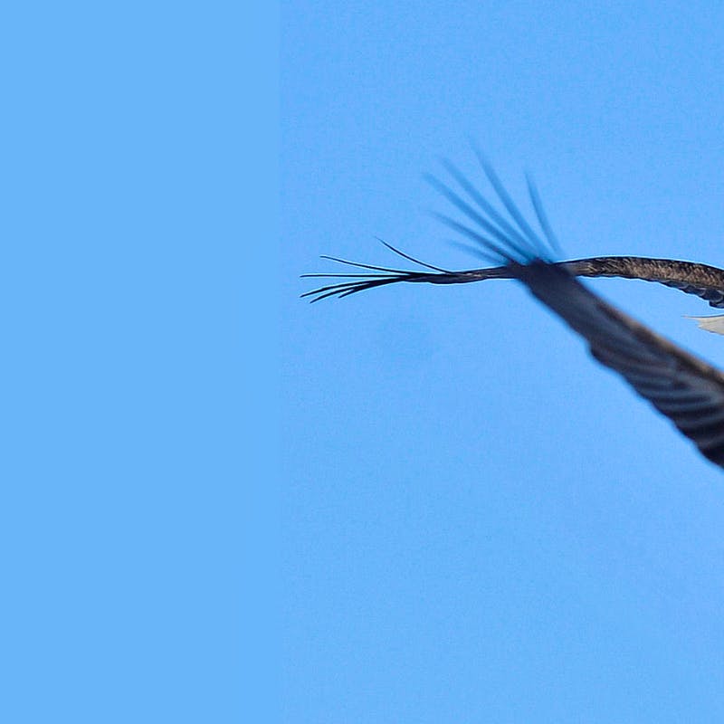 bald eagles header